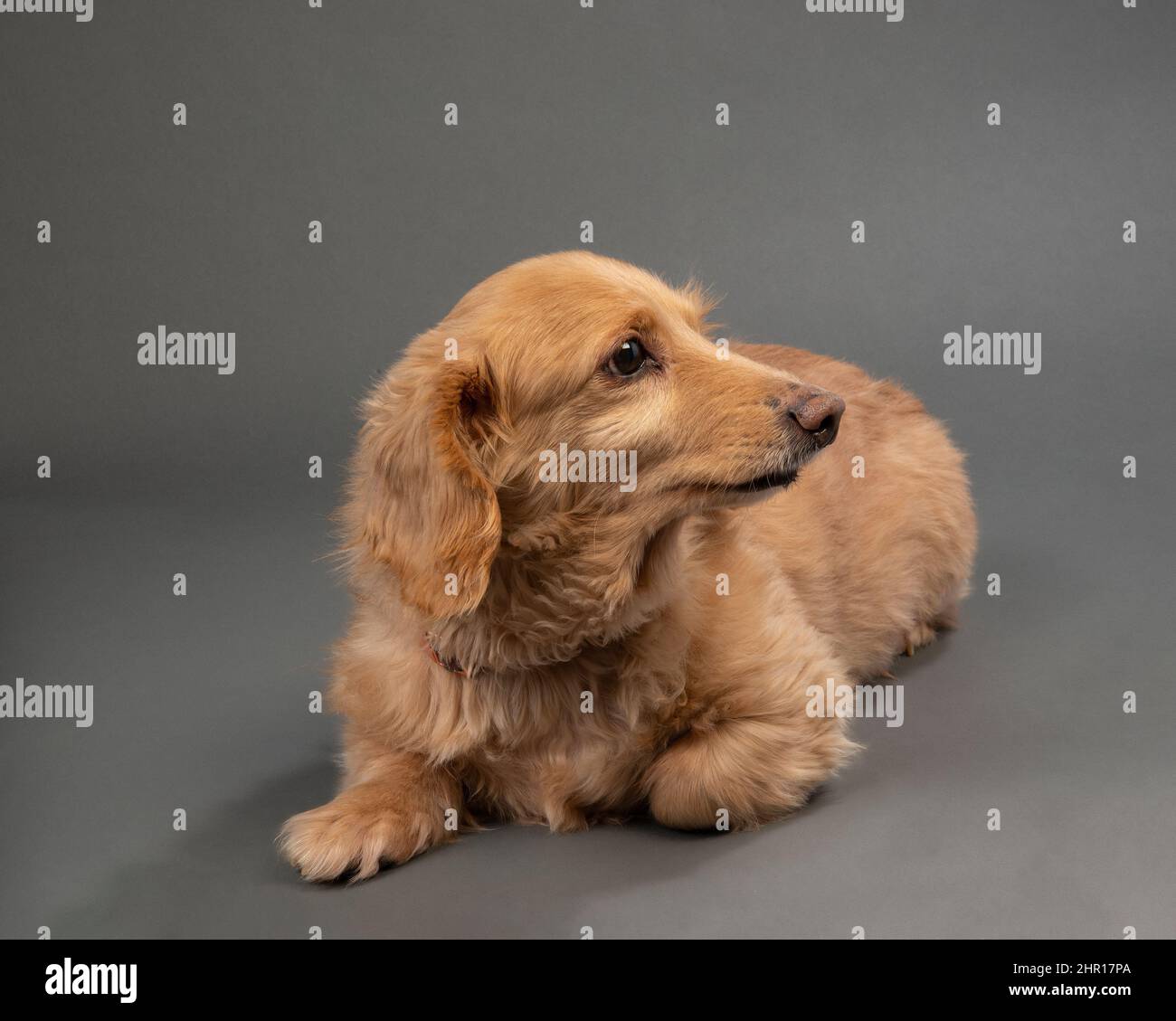 Horizontal shot of a beautiful blond longhaired dachshund on a gray seamless background. Stock Photo