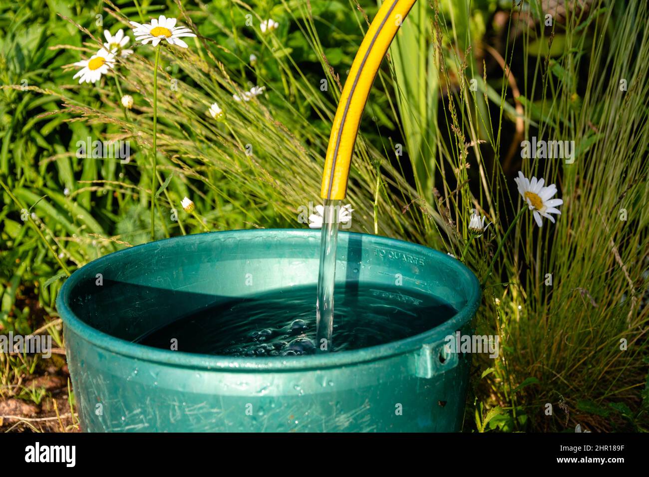 A bucket of water flowing from a rubber tube into a bucket in a summer