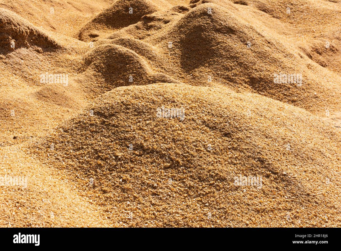 a lot of wood sawdust, carpentry waste, a lot of sawdust, combustible waste, sawdust dump, mulching. Stock Photo