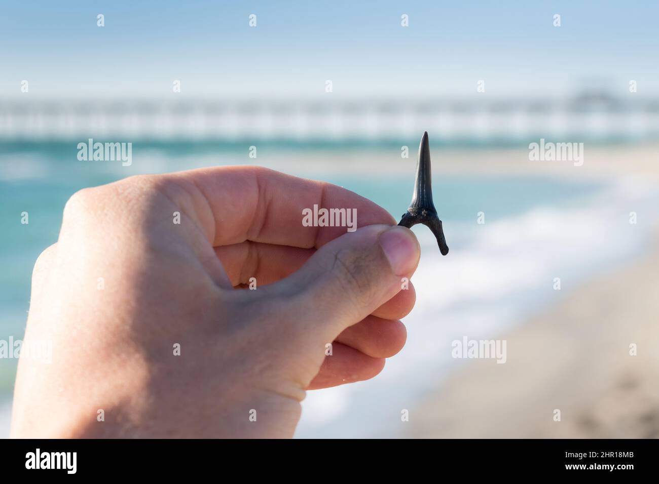 Hand holding shark tooth with Venice Pier in background at Venice Beach