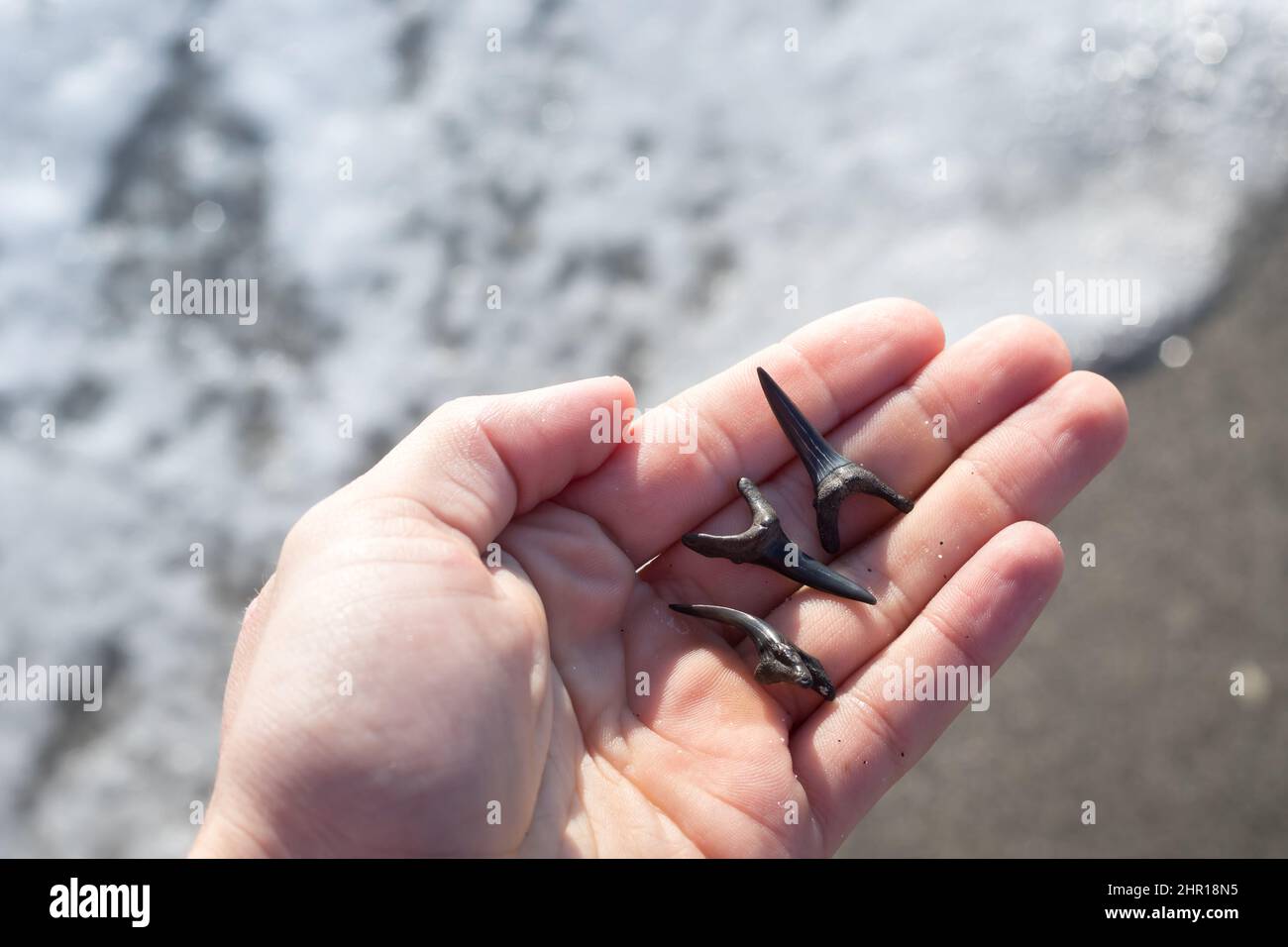 Hand holding shark teeth with ocean in background at Venice Beach in