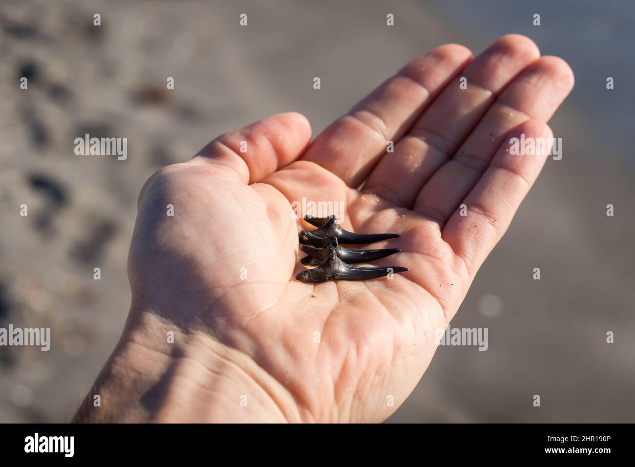 Hand holding shark teeth with ocean in background at Venice Beach in