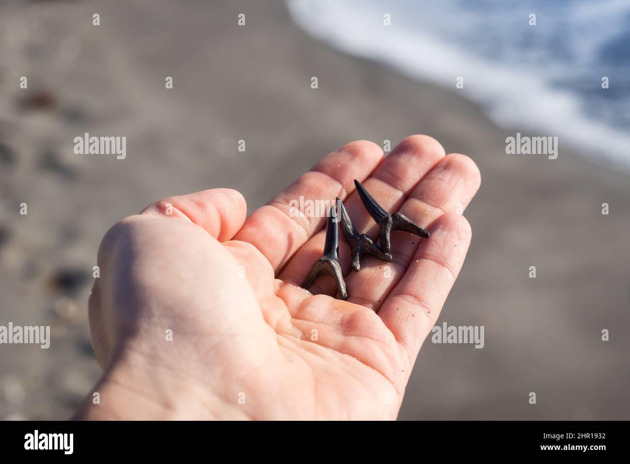 Hand holding shark teeth with ocean in background at Venice Beach in