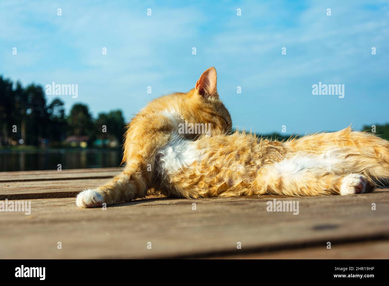 A beautiful red cat washes up after a casual swim on the pier of the lake. Self-care. Neatness, cleanliness. Stock Photo