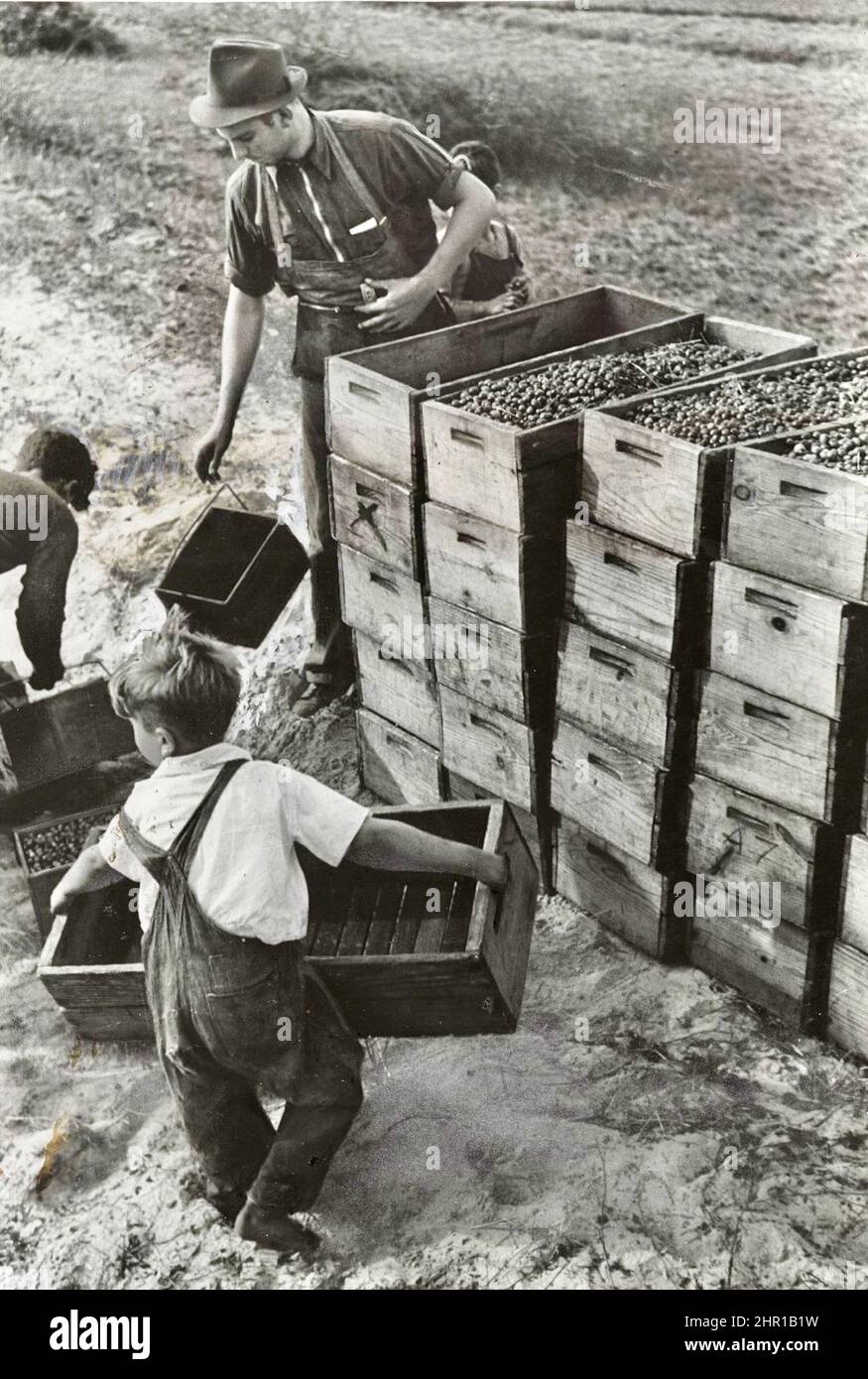 Arthur Rothstein - Cild Labor, Cranberry Bog - 1939 Stock Photo