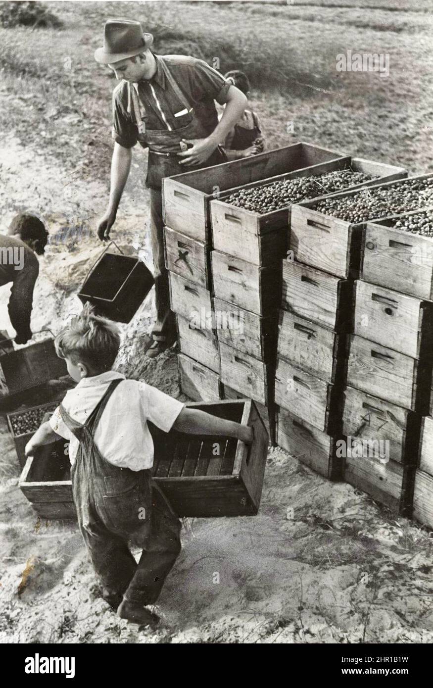 Child work 1930s hi-res stock photography and images - Alamy