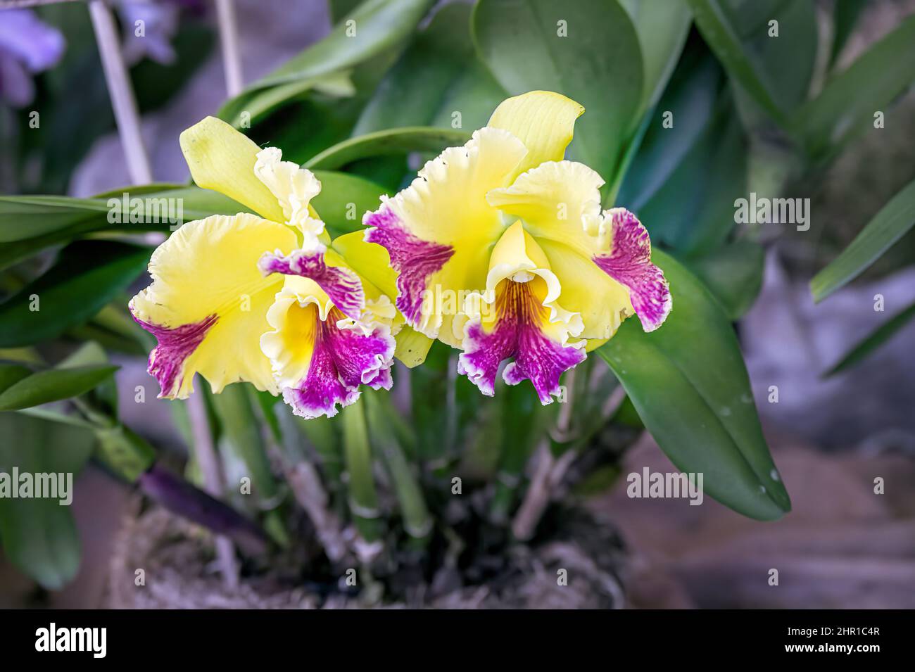 Yellow and purple flowers of the orchid Brassolaeliocattleya Hwa Yuan Grace Stock Photo