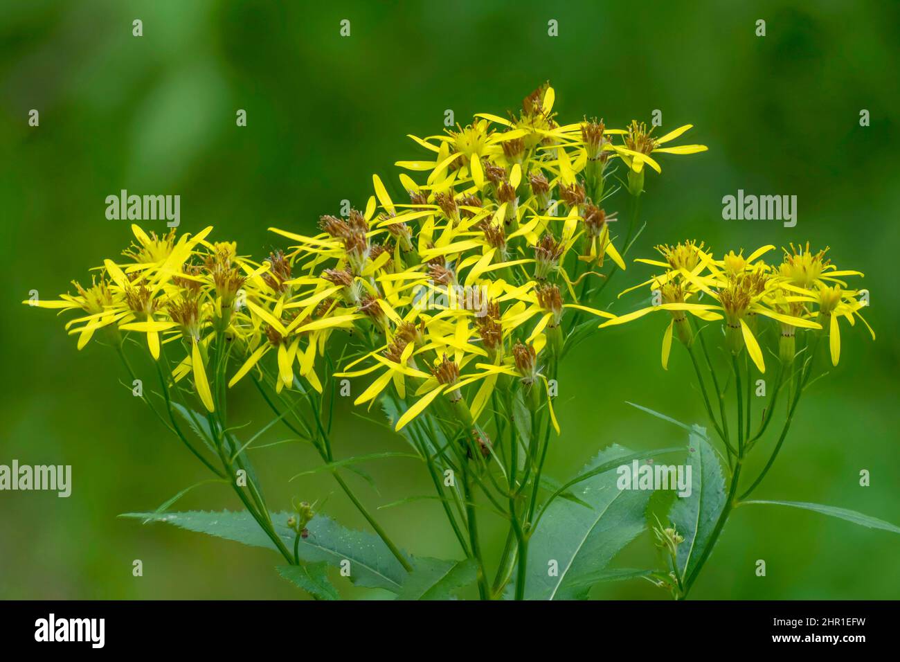 Wood ragwort (Senecio ovatus, Senecio fuchsii, Senecio nemorensis ssp. fuchsii), blooming, Germany, North Rhine-Westphalia, Bergisches Land Stock Photo