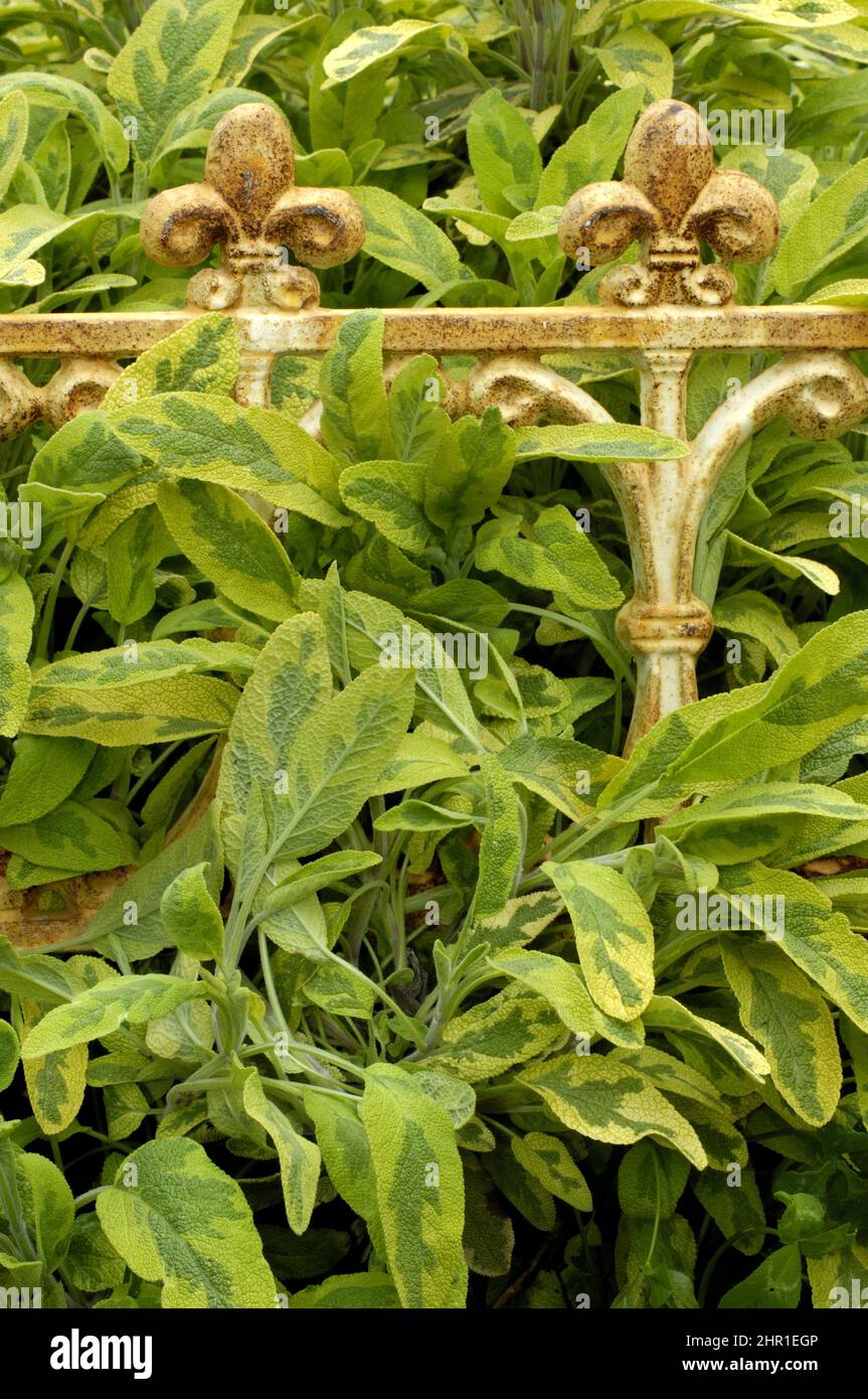 common sage, kitchen sage (Salvia officinalis 'Icterina', Salvia officinalis Icterina), cultivar Icterina at a garden fence Stock Photo