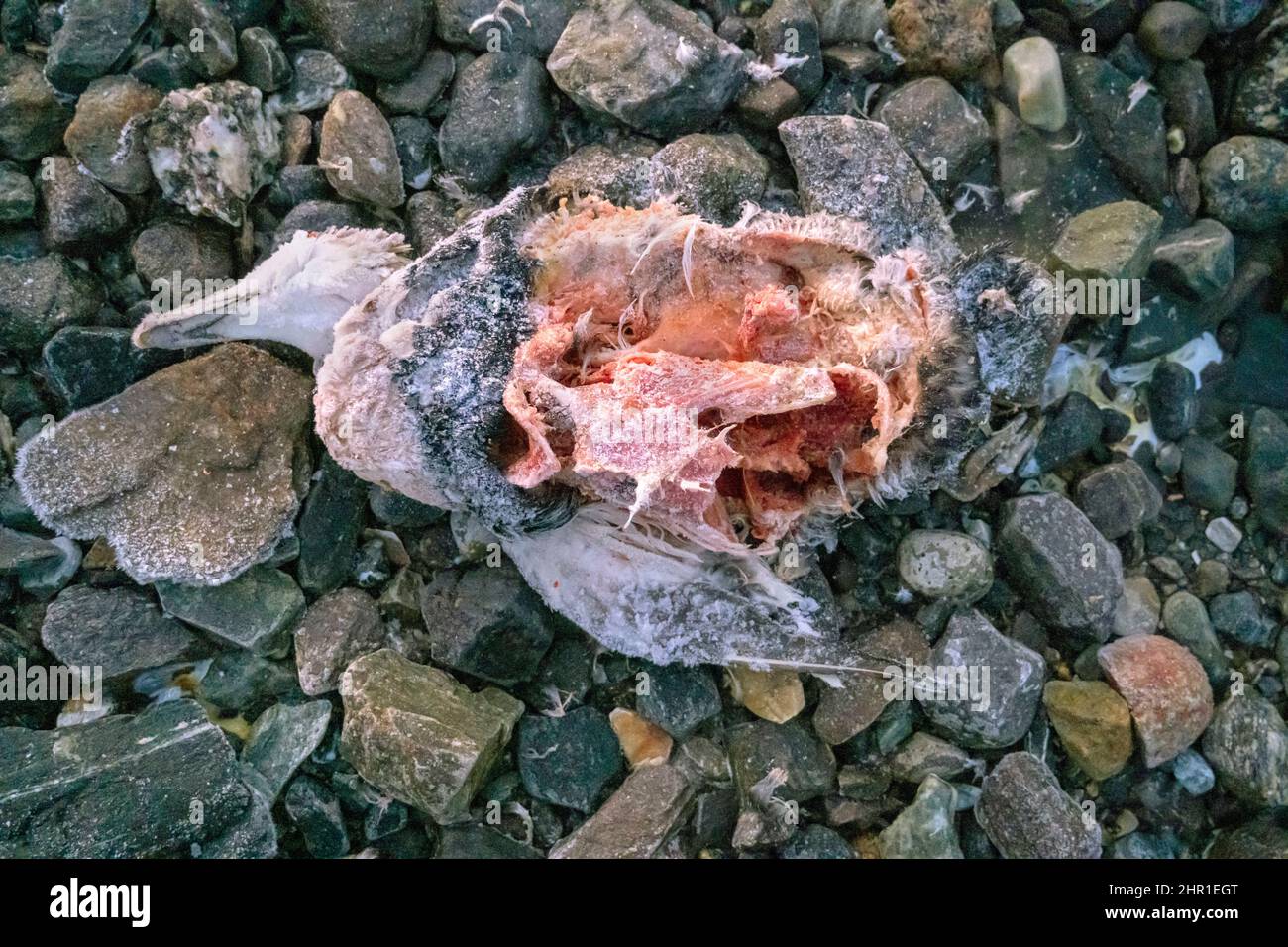 Common eider (Somateria mollissima), dead Common Eider Duck on beach, Norway, Troms, Tromsoe Stock Photo