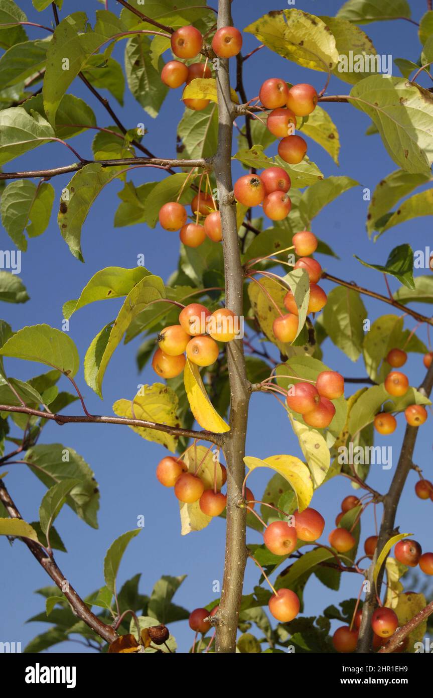 Toringo Crab-Apple, Toringo Crab apple (Malus 'Professor Sprenger', Malus Professor Sprenger, Malus x zumi, Malus sieboldii), branch with fruits of Stock Photo