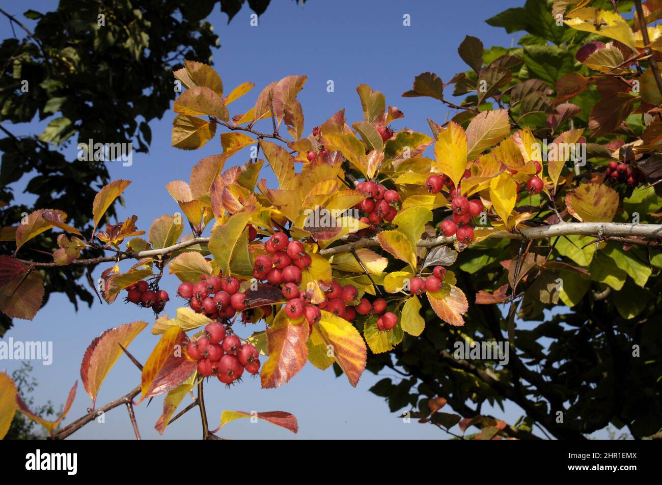 plum-leaved hawthorn (Crataegus persimilis, Crataegus prunifolia), branch with fruits in autumn Stock Photo