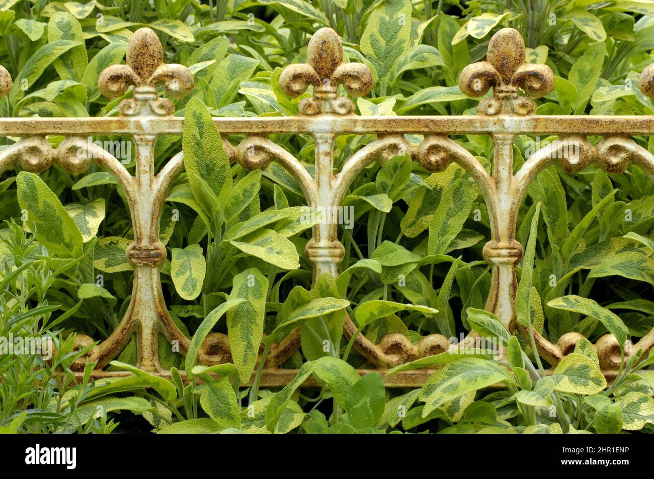 common sage, kitchen sage (Salvia officinalis 'Icterina', Salvia officinalis Icterina), cultivar Icterina at a garden fence Stock Photo