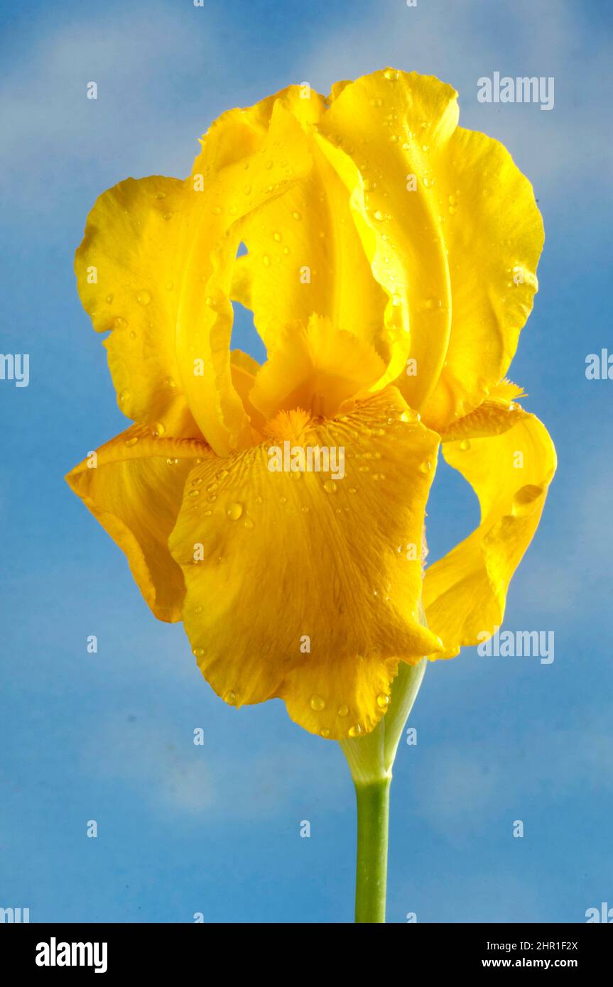 yellow iris, yellow flag (Iris pseudacorus), flower against blue sky Stock Photo