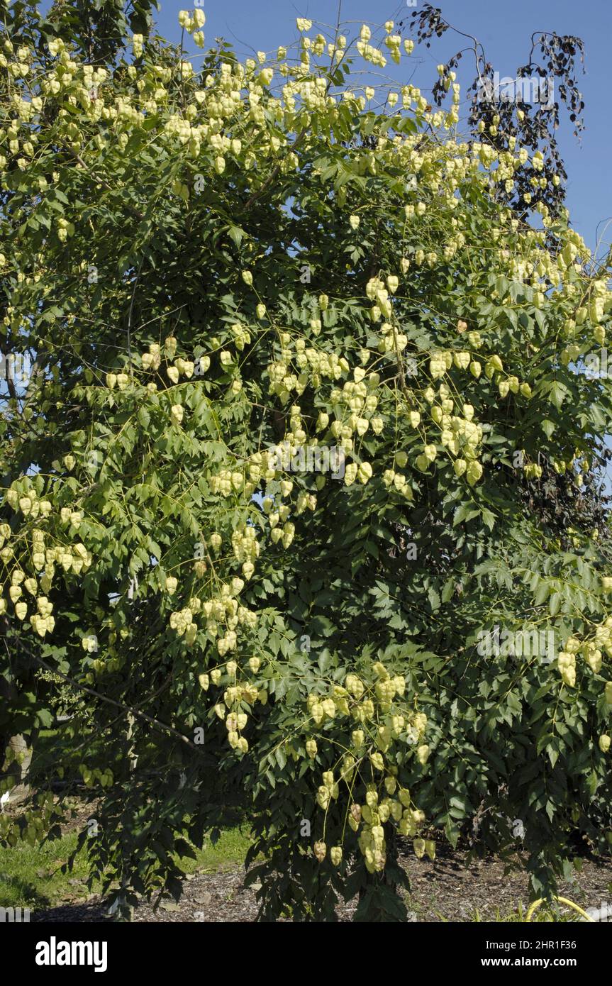 golden rain tree (Koelreuteria paniculata), fruiting Stock Photo Alamy