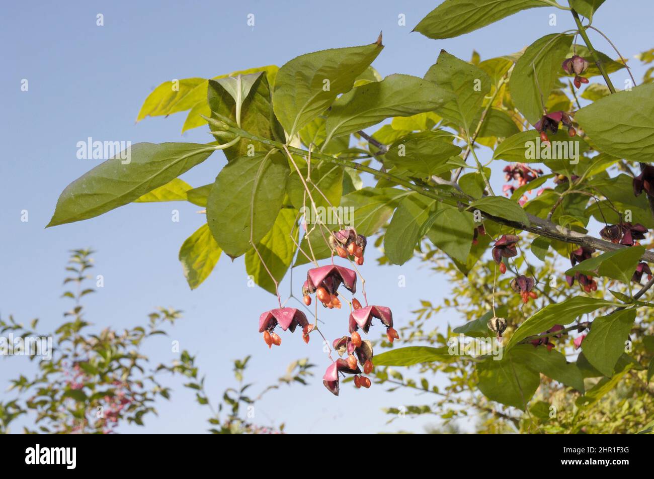 Dingle dangle tree (Euonymus planipes), branch with mature fruits Stock Photo