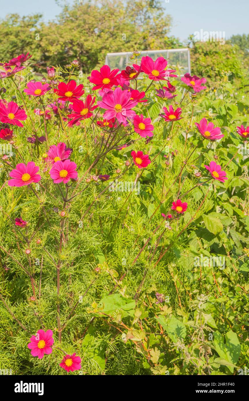 Group of Carmine Red Cosmos Sonata flowers with yellow centres set against background of feathery pinnate leaves.A summer flowering garden annual Stock Photo