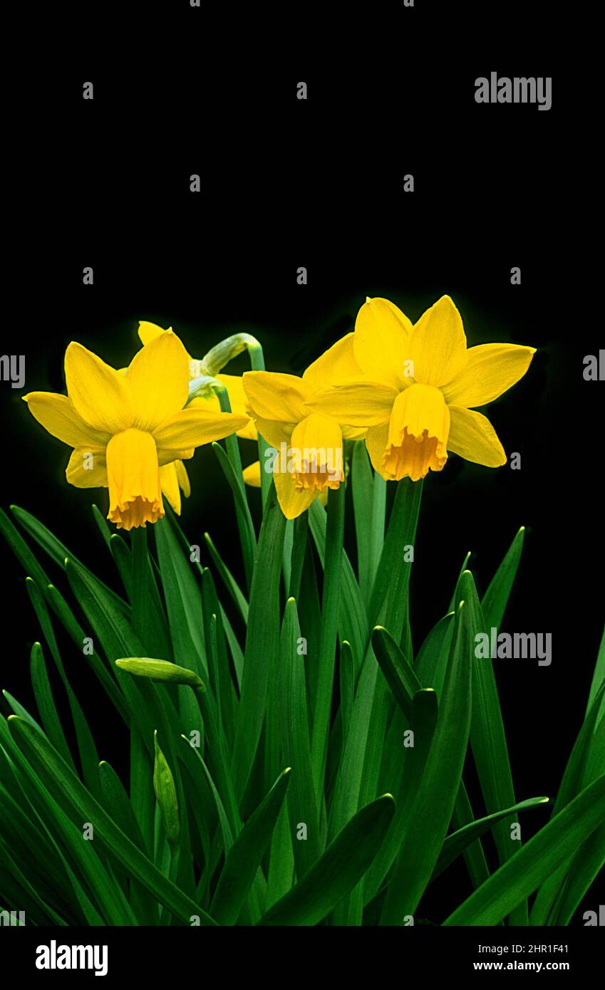 A group of Narcissus Jetfire set against a black background. This is a cyclamineus division 6 daffodill that is spring flowering and fully hardy Stock Photo