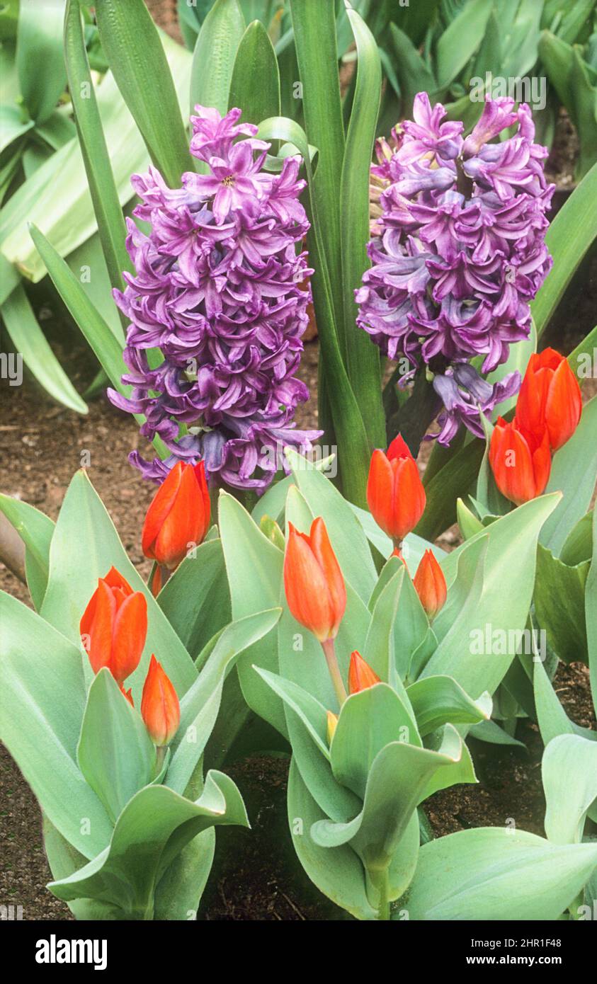 Tulips Red Fusillier with Hyacinthus Amethyst growing behind in border Both can be grown in borders rock gardens or containers and are fully hardy Stock Photo