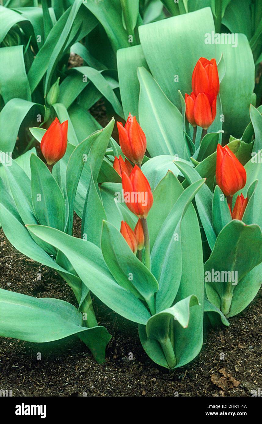 Tulips Red Fusillier growing in a border Can be grown in borders rock gardens or containers and are fully hardy Stock Photo
