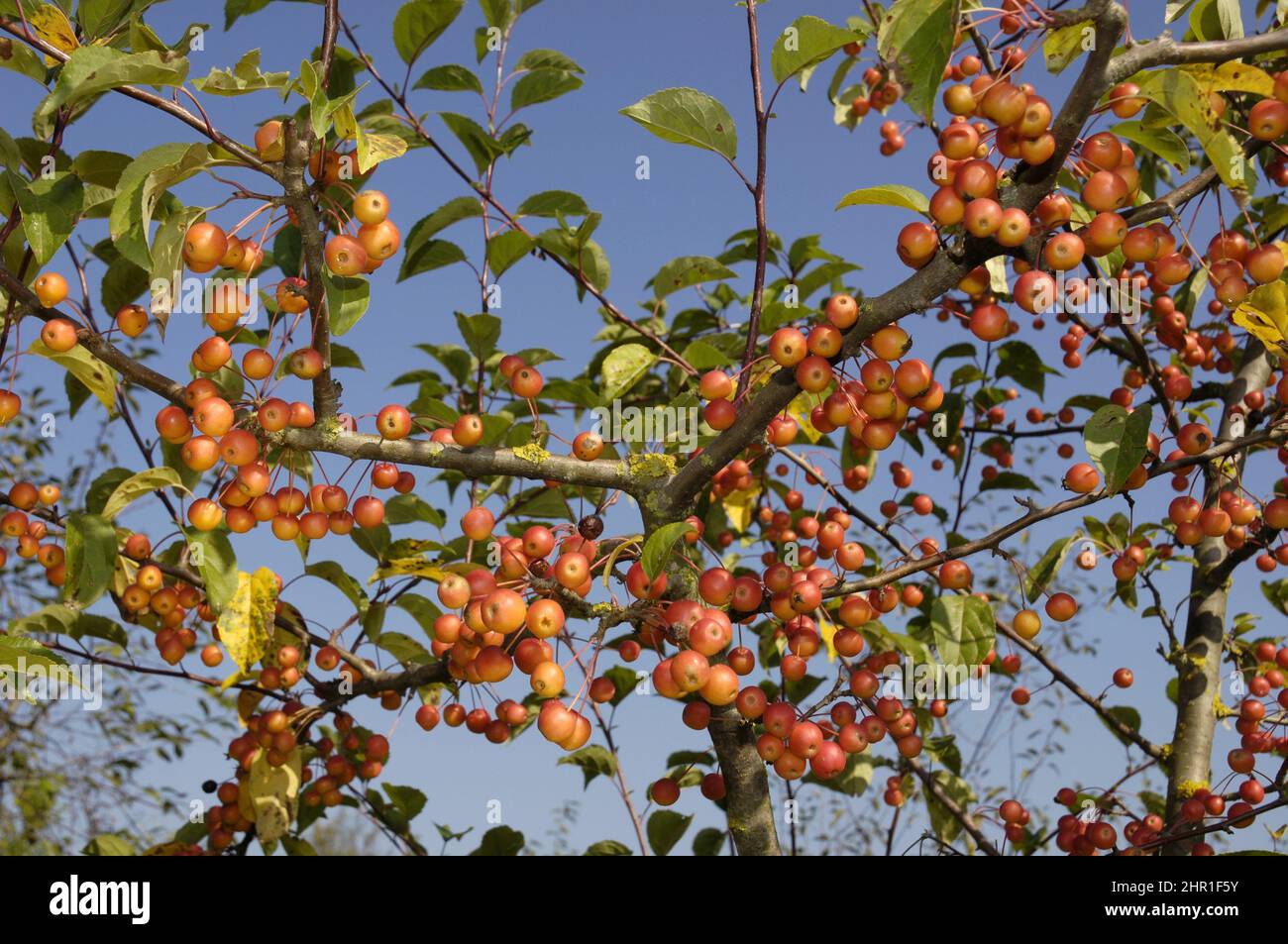 Toringo Crab-Apple, Toringo Crab apple (Malus 'Professor Sprenger', Malus Professor Sprenger, Malus x zumi, Malus sieboldii), branch with fruits of Stock Photo
