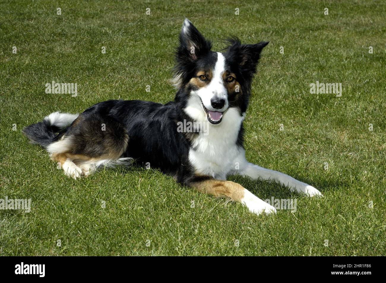 Border Collie (Canis lupus f. familiaris), young border collie sitting down in a meadow Stock Photo