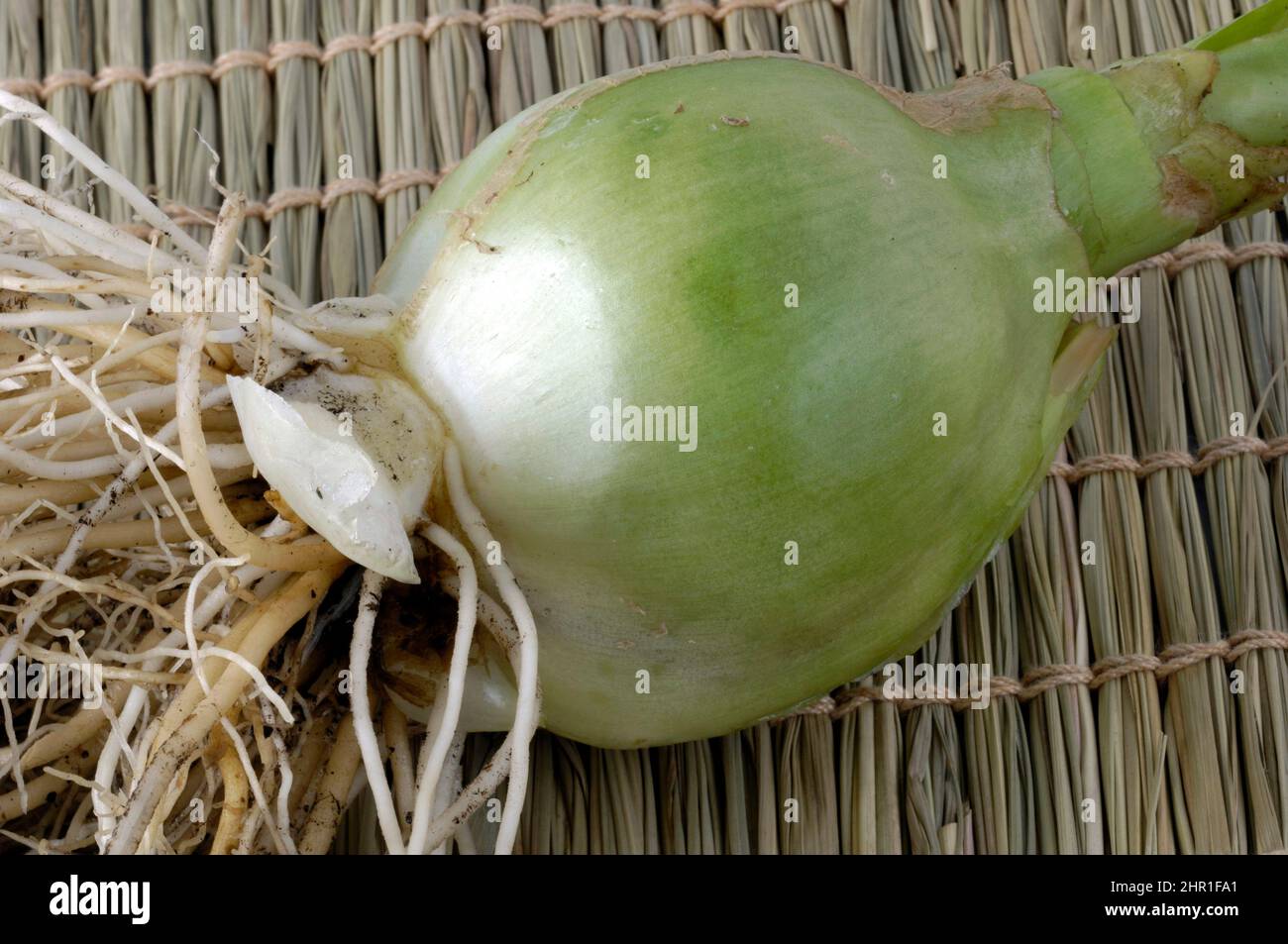 False Sea onion (Ornithogalum caudatum), onion Stock Photo