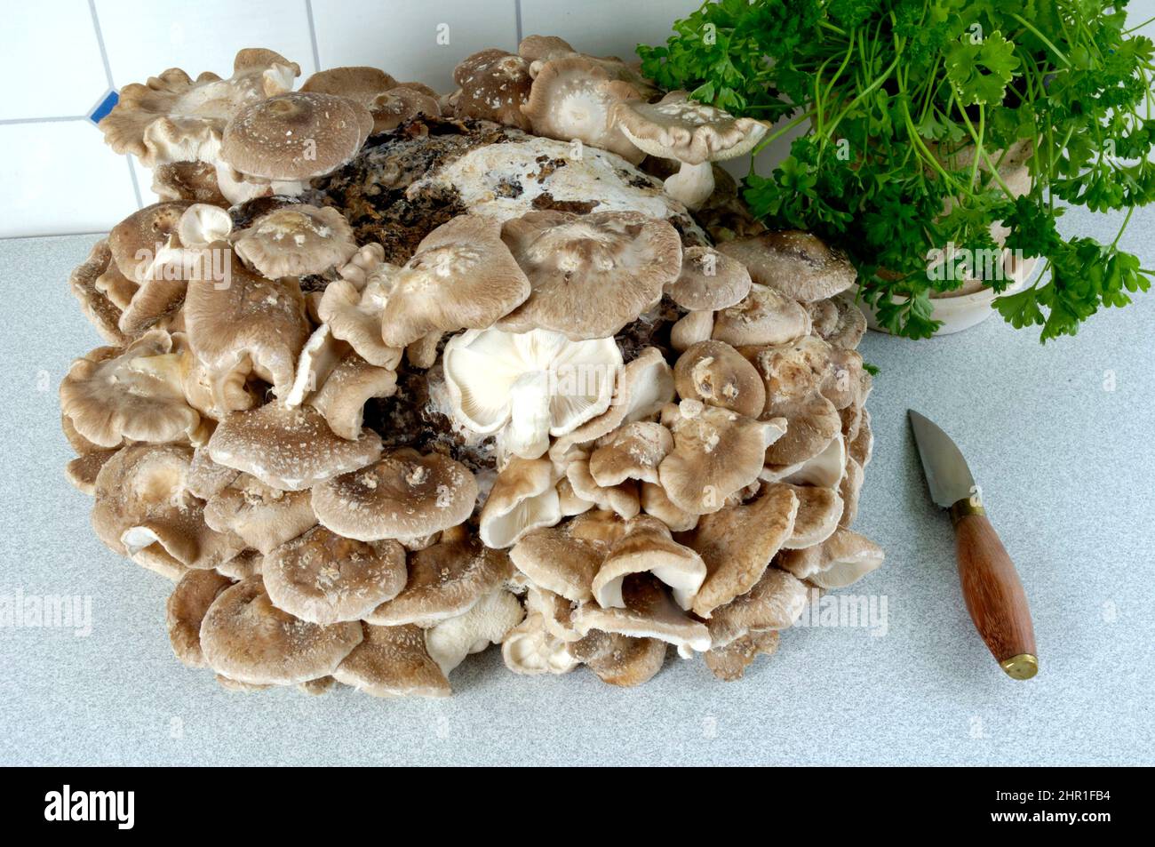 shiitake (Lentinula edodes, Lentinus edodes), mushroom cultivation Stock Photo