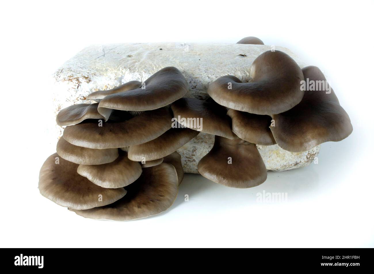 Oyster mushroom (Pleurotus ostreatus), mushroom cultivation on a substrate Stock Photo