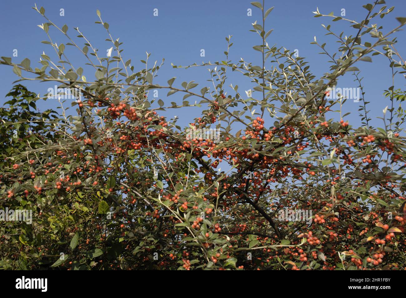 orange cotoneaster, Franchet's cotoneaster (Cotoneaster franchetii), with mature berries Stock Photo
