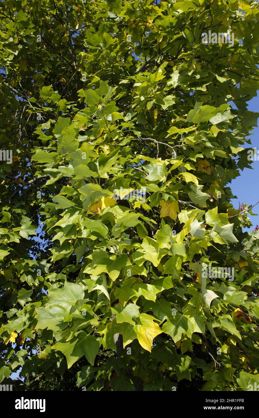 tulip tree (Liriodendron tulipifera), branches Stock Photo - Alamy