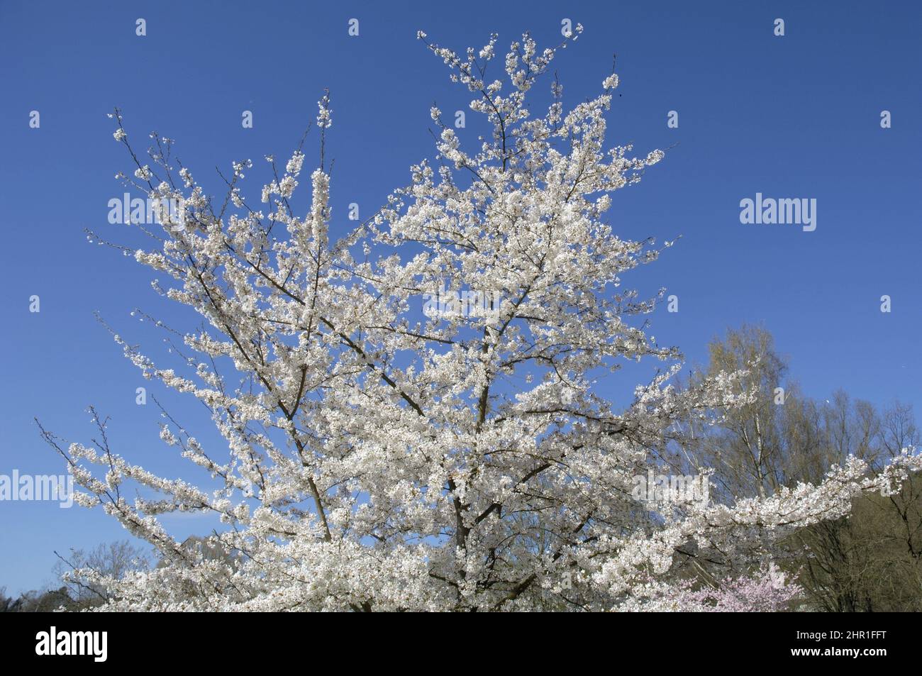 Tokyo Sherry, Yoshino cherry, Potomac cherry (Prunus x yedoensis, Prunus yedoensis, Prunus speciosa x Prunus subhirtella), blooming Stock Photo
