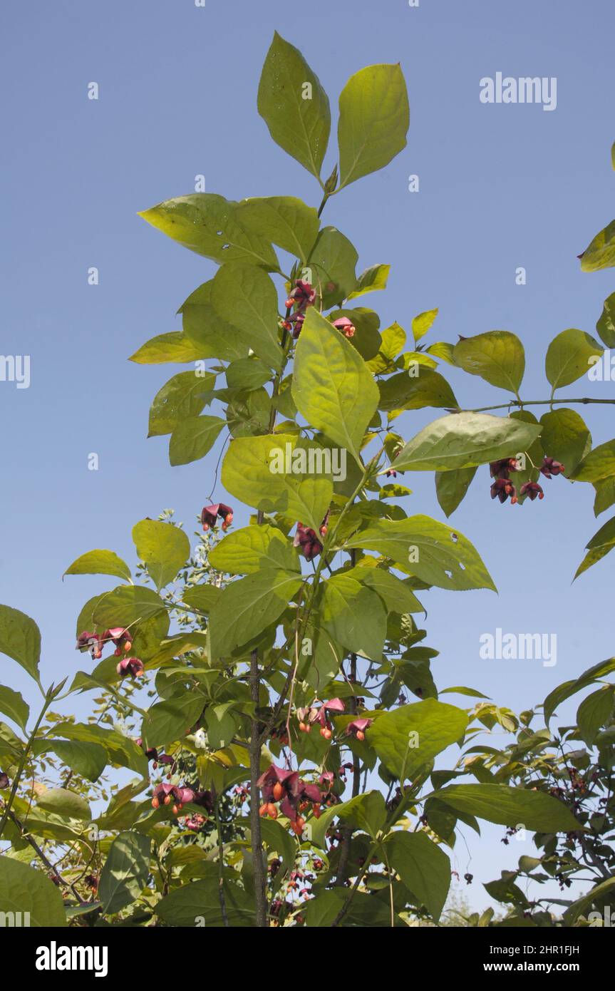 Dingle dangle tree (Euonymus planipes), branch with mature fruits Stock Photo