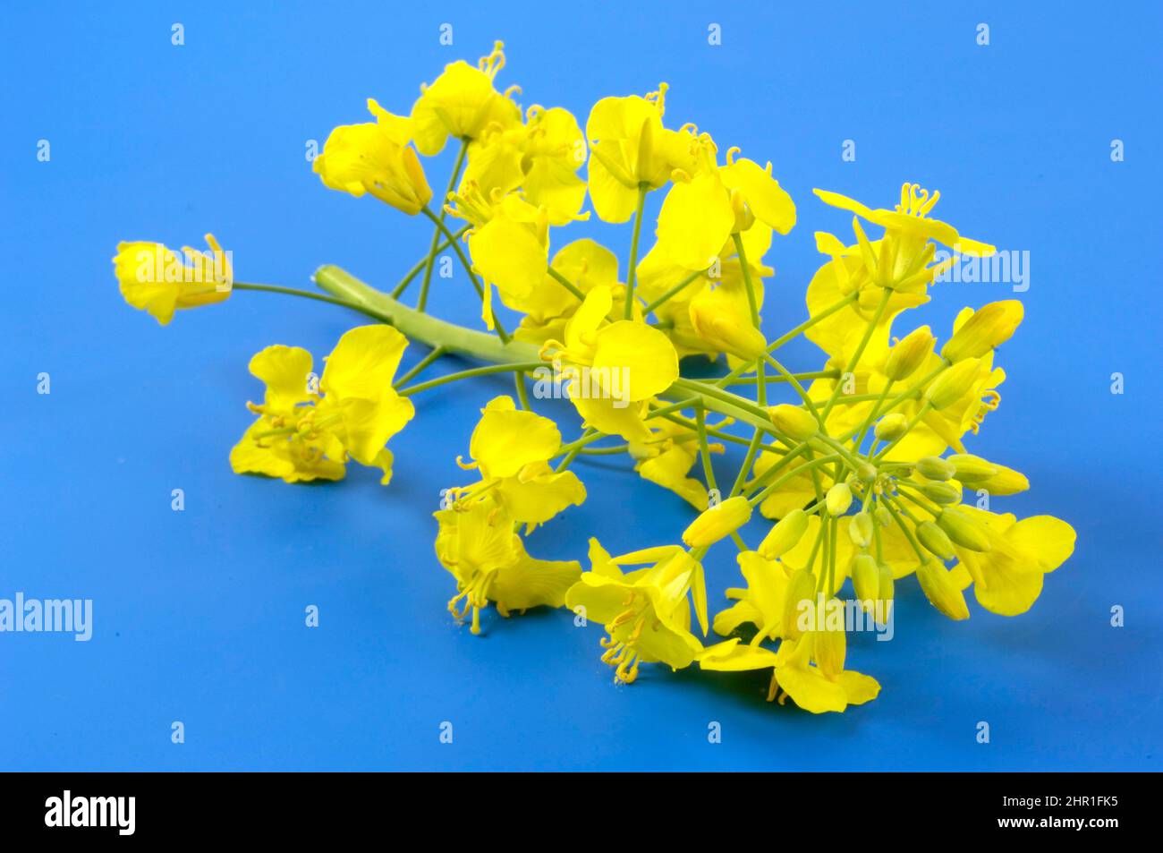 rape, turnip (Brassica napus), inflorescence on blue underground Stock