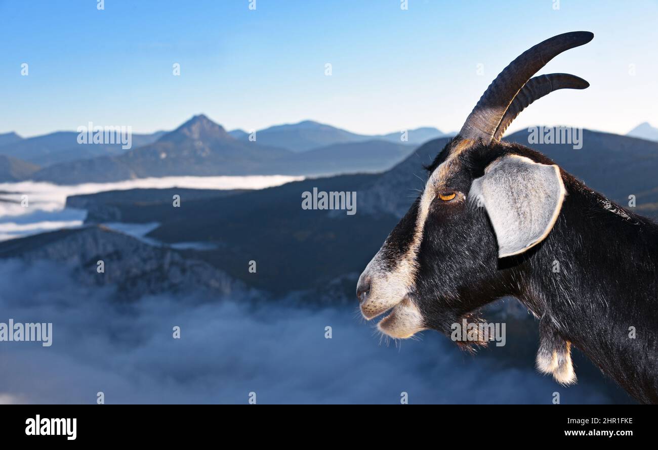 domestic goat (Capra hircus, Capra aegagrus f. hircus), goat at the scenic road at the great Canyon of Verdon with fog bank, France, Alpes de Haute Stock Photo