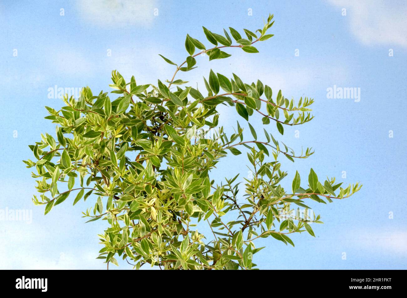 Myrtle (Myrtus communis 'Variegata', Myrtus communis Variegata, Myrtus communis ssp. microphylla), branches against blue sky Stock Photo