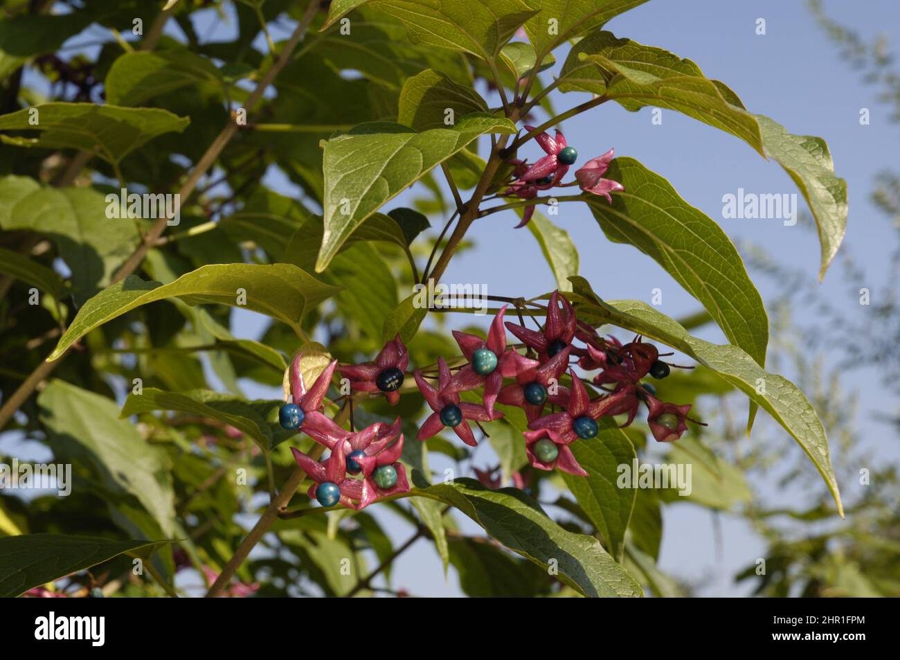 Glory tree, Harlequin glory (Clerodendrum trichotomum var. fargesii), fruiting Stock Photo