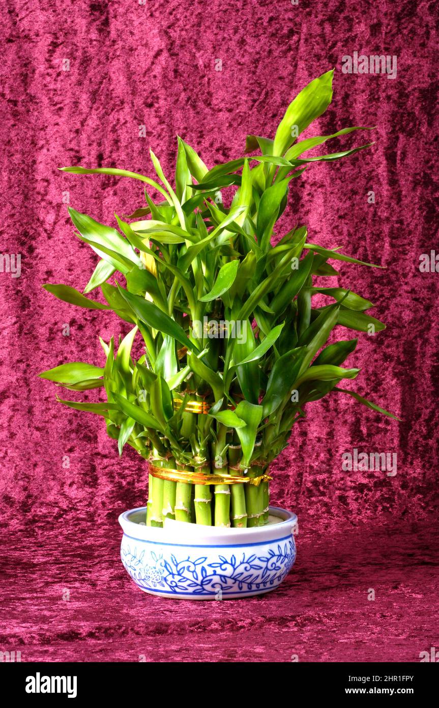 Dracaena Lucky Bamboo (Dracaena sanderiana Lucky Bamboo), Lucky bamboo