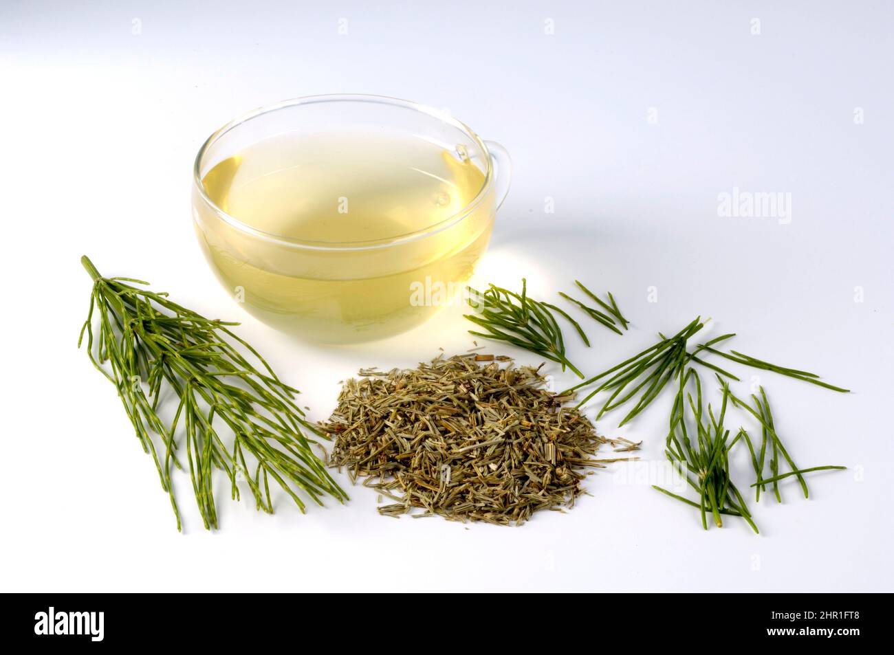 field horsetail (Equisetum arvense), hackled horsetail and cup of