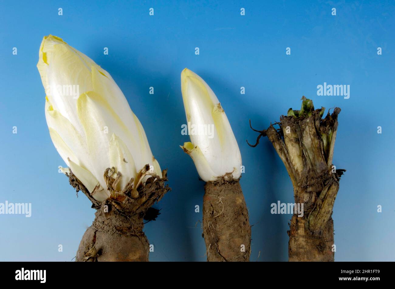 witloof chicory, Belgian endive, succory (Cichorium intybus var. foliosum), different growth stages Stock Photo
