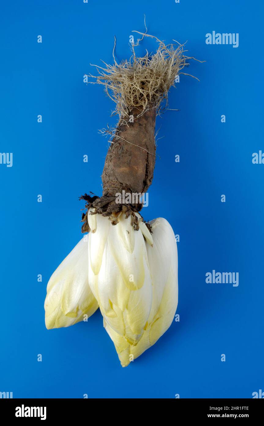 witloof chicory, Belgian endive, succory (Cichorium intybus var. foliosum), root with sprouts Stock Photo
