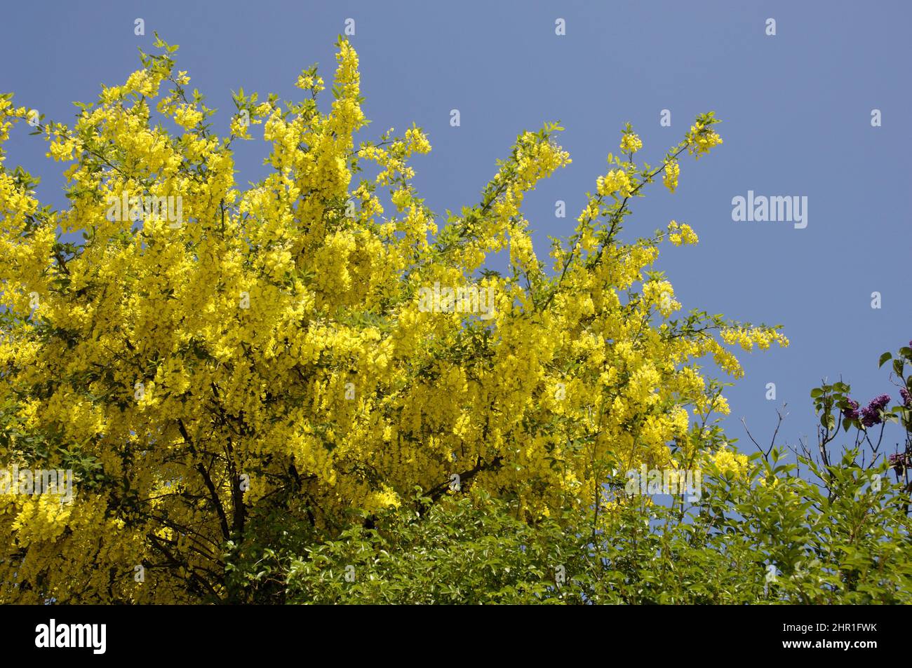 common laburnum (Laburnum anagyroides), blooming Stock Photo