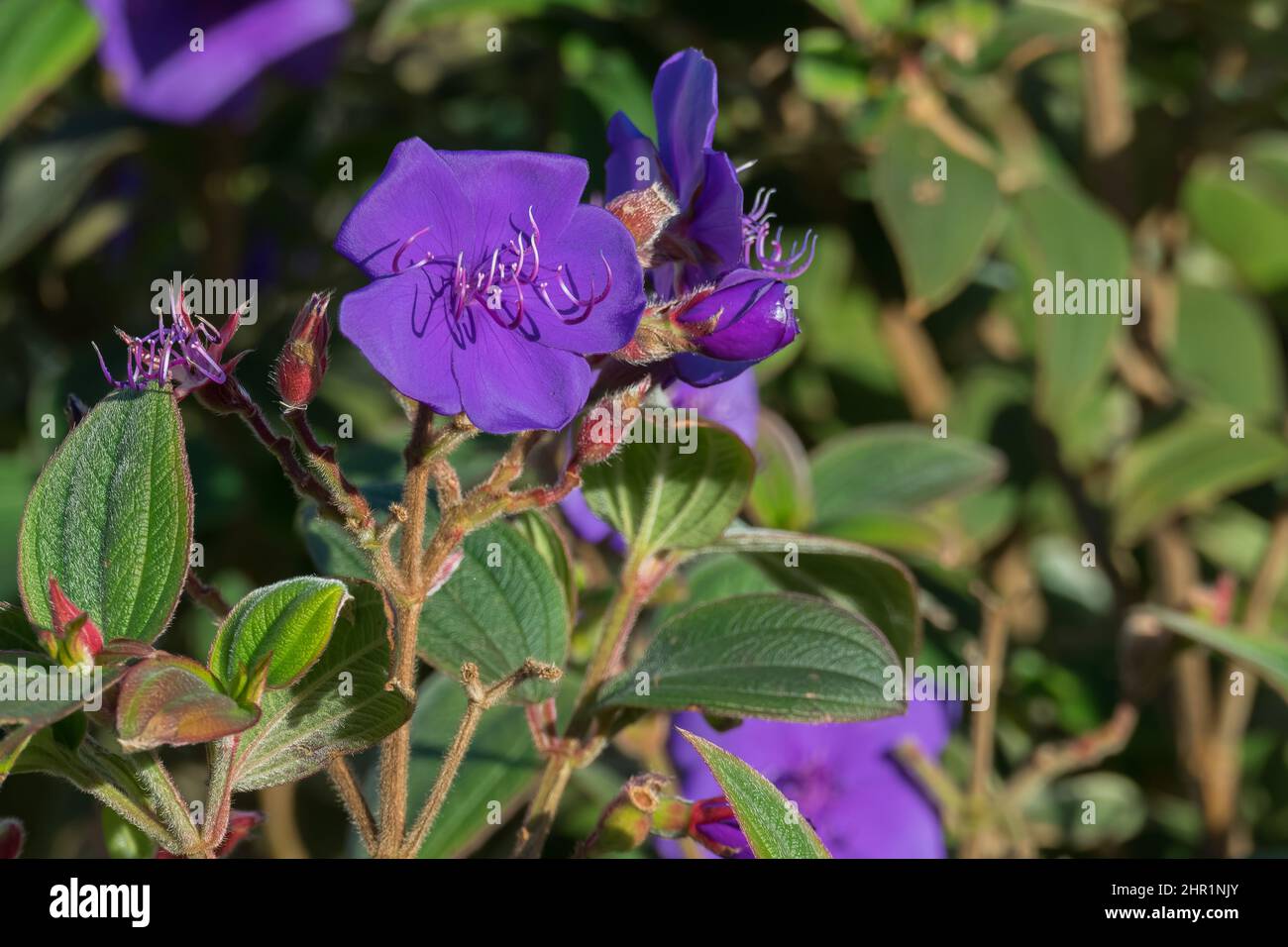 glory bush plant in bloom close up with sunlight outdoors in summer tibouchina Stock Photo
