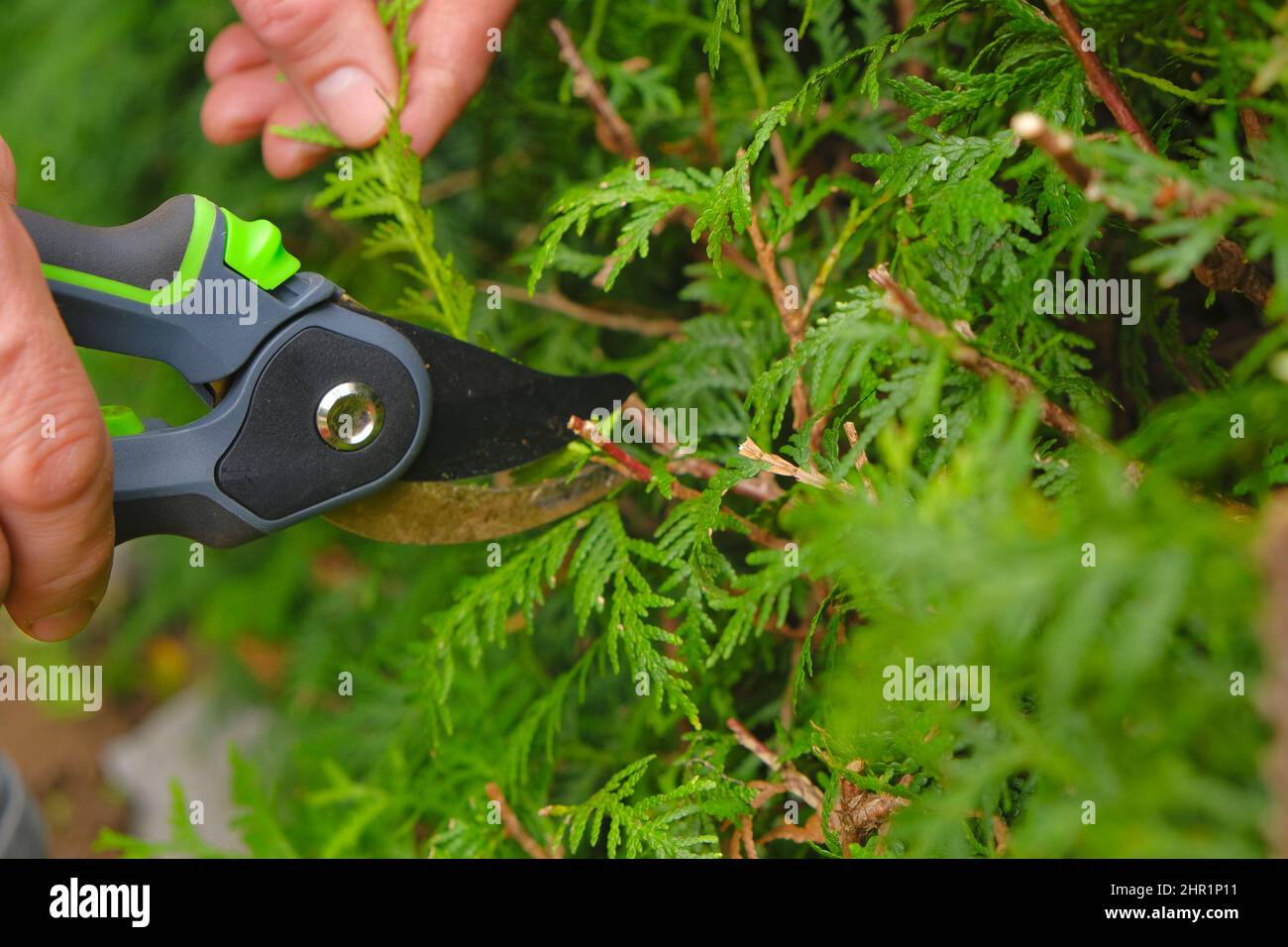 Pruning thuja.Garden Plants Pruning Tool. Garden shears in hands close-up cutting a hedge.Plant pruning.plant formation.Gardening and farming tools Stock Photo