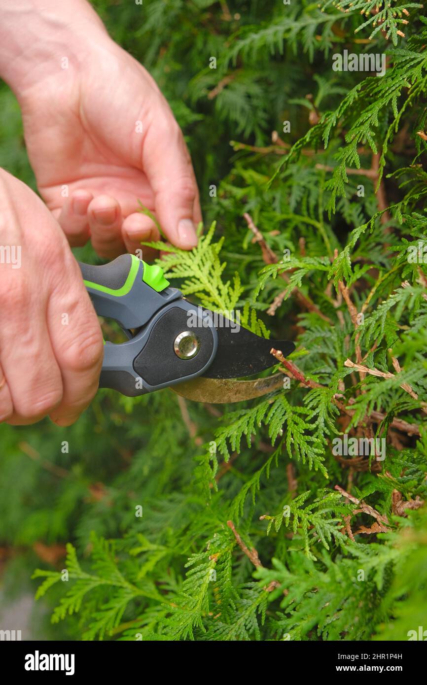 Pruning thuja.Garden Plants Pruning Tool. Garden shears in hands close-up cutting a hedge.Gardening and plant formation.Gardening and farming tools Stock Photo