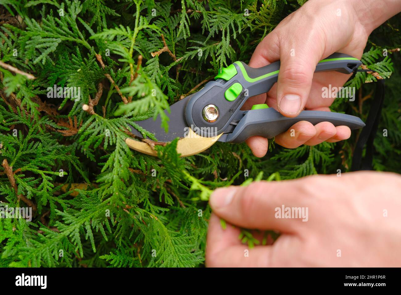 Pruning thuja.Garden Plants Pruning Tool. Garden shears in hands close-up cutting a hedge.Plant pruning..Gardening and farming tools Stock Photo