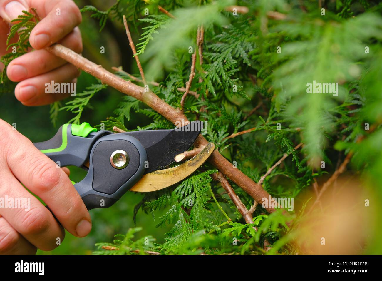 Plants Pruning Tool. Garden shears in hands close-up cutting a hedge.Plant pruning.Gardening and plant formation.Gardening and farming tools Stock Photo