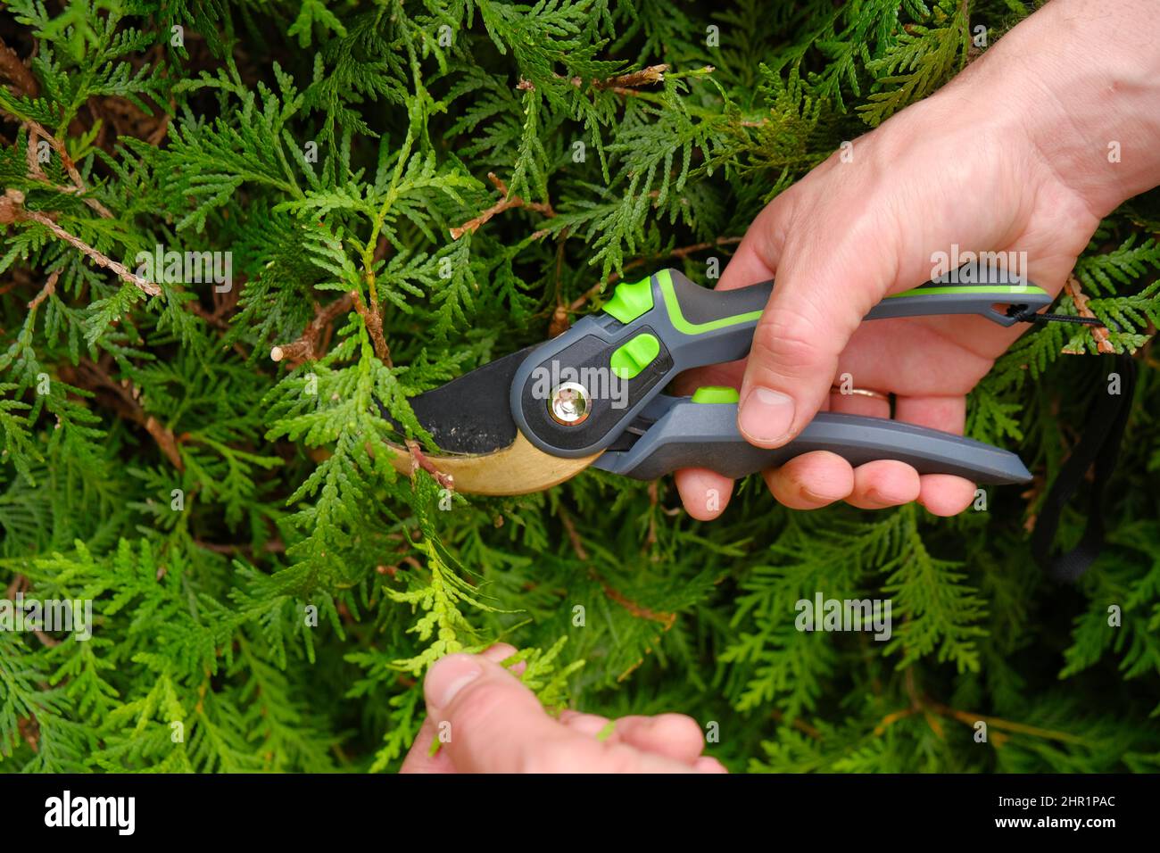 Pruning thuja.Garden Plants Pruning Tool. Garden shears in hands close-up cutting a hedge.Plant pruning. Stock Photo