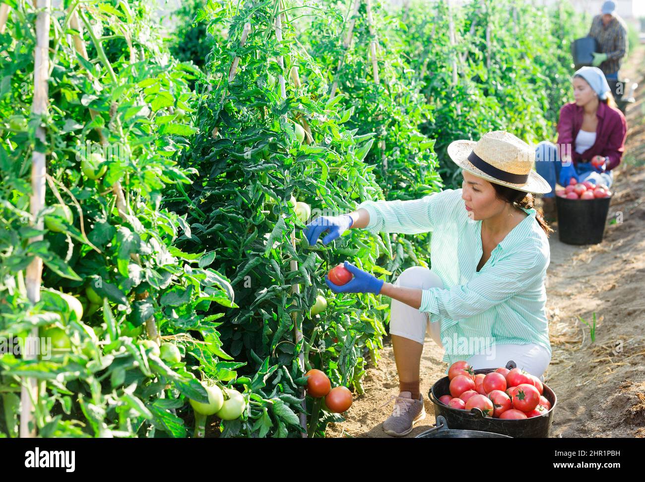 Asian woman harvests tomatoes on a plantation Stock Photo - Alamy