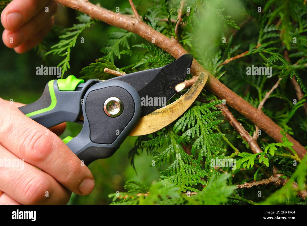 Pruning thuja.Garden Plants Pruning Tool. Garden shears in hands close-up cutting a hedge.Plant pruning.Gardening and plant formation.Gardening and Stock Photo